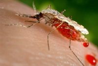 ابتلای بیش از ۱۵۲ نفر در کشور به تب دنگی/ اسامی شهرهای آلوده ابتلای بیش از ۱۵۲ نفر در کشور به تب دنگی/ اسامی شهرهای آلوده