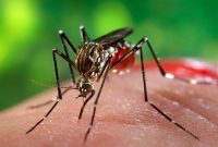 احتمال افزایش پشههای آئدس در فصل پاییز احتمال افزایش پشههای آئدس در فصل پاییز